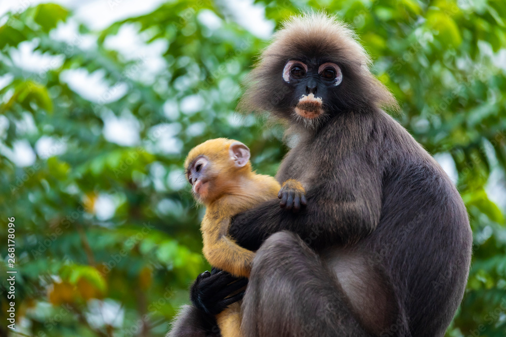 Obraz premium Family of dusky leaf monkey or spectacled langur with yellow baby monkey sitting on the tree. Trachypithecus obscurus