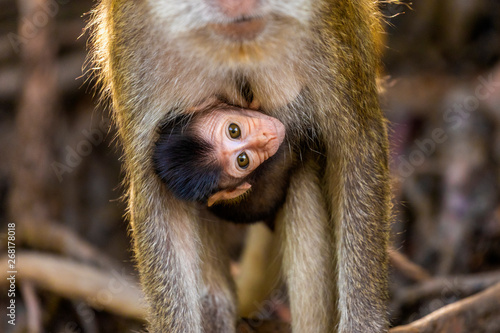 wild monkey at the mangrove of Langkawi  Malaysia