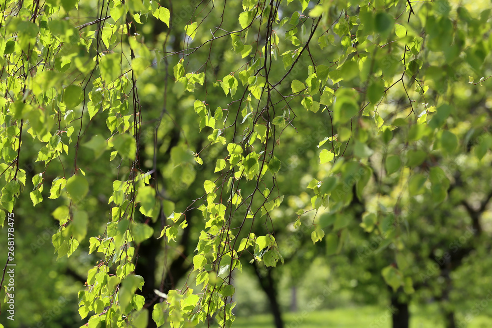 First leaves on trees in spring forest First leaves on trees in spring forest