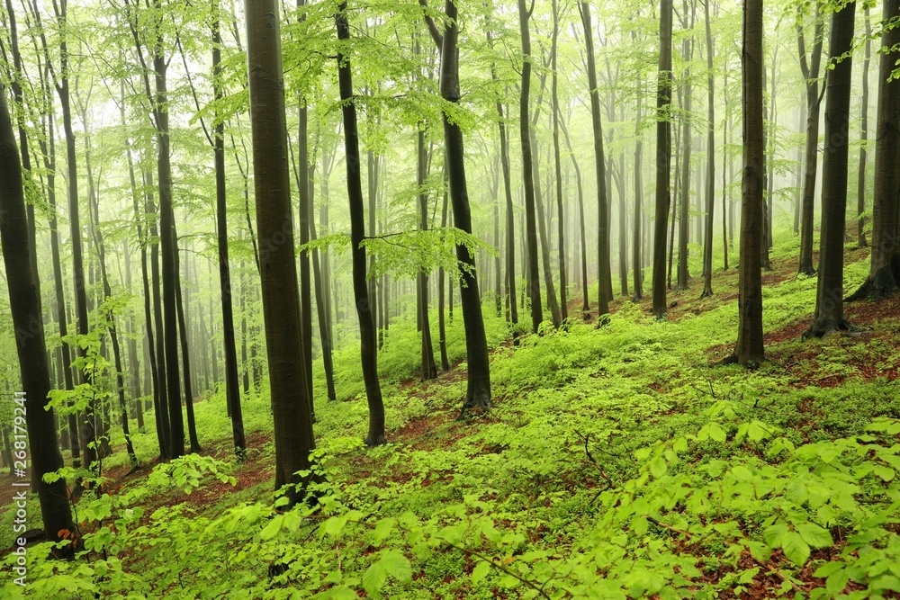 Spring beech forest in misty, rainy weather Spring beech forest in misty, rainy weather
