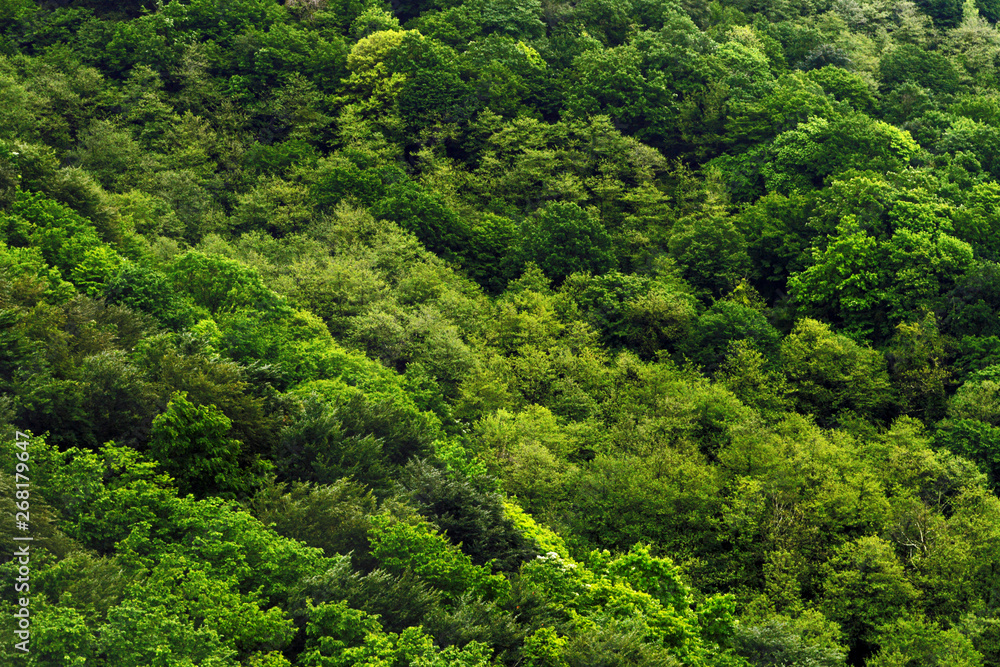 View of the forest from above View of the forest from above