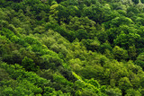 View of the forest from above