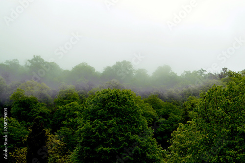 fog over the green forest