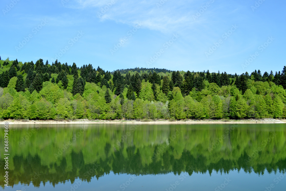 Fototapeta premium reflection of forest in the lake