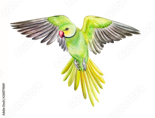 Green parrot isolated on white background. Rose-ringed parakeet. ring-necked parakeet. Watercolor. Illustration. Template. Handmade. Clipart