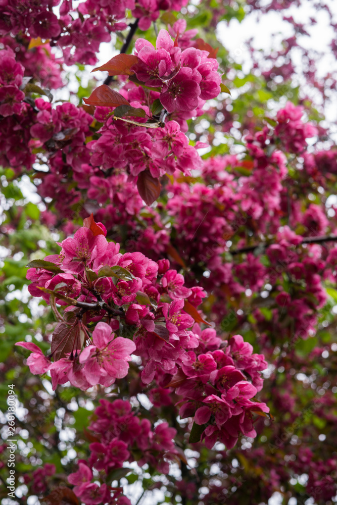 Beautiful pink flowers of dark cherry plum on a branch in spring.