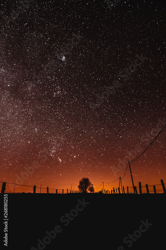 Arbre sous les étoiles photo