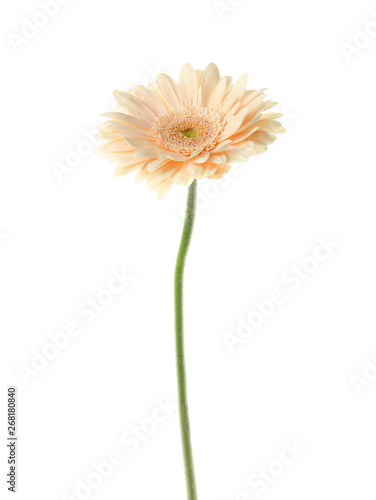 Beautiful bright gerbera flower on white background