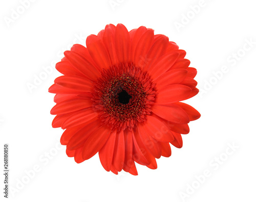 Beautiful bright gerbera flower on white background  top view