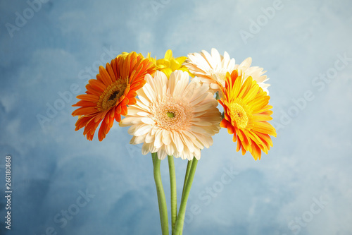 Bouquet of beautiful bright gerbera flowers on color background