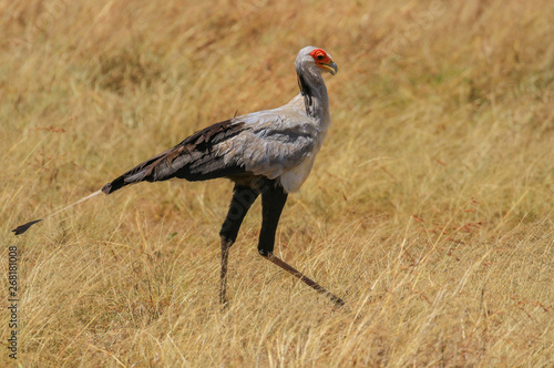 Secretarybird secretary bird Sagittarius serpentarius close up walking savannah Masai Mara National Reserve Kenya East Africa