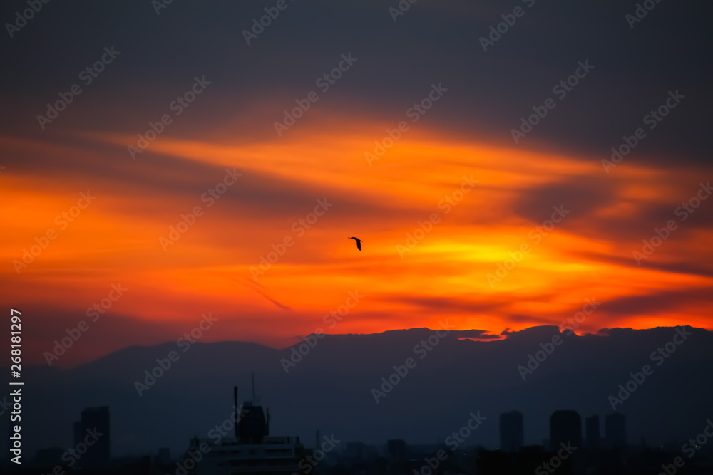 Fototapeta premium Sunset bird