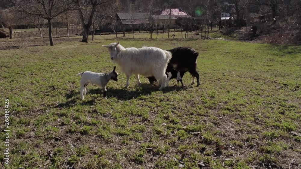 Mother goat beating baby goat children Mother goat beating baby goat children