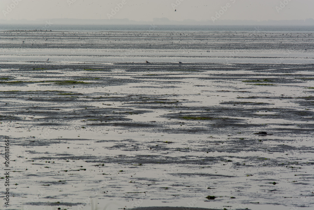 Dutch seascape, Het Oerd, Ameland wadden island, the Netherlands Dutch seascape, Het Oerd, Ameland wadden island, the Netherlands