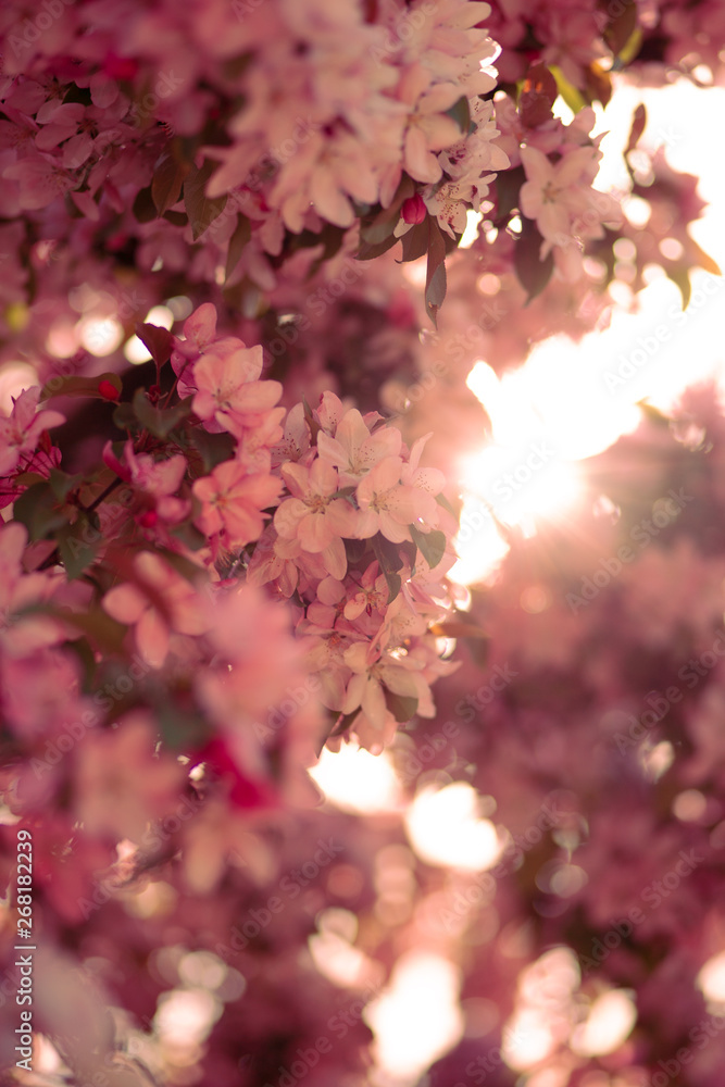 Fototapeta premium spring flowers and plants bloom.photo of flowering