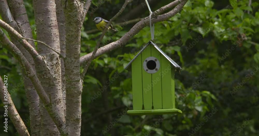 Eurasian Blue Tit birds nesting in green garden bird house slow motion Eurasian Blue Tit birds nesting in green garden bird house slow motion