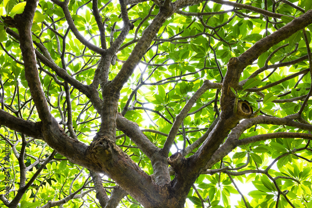 forest tree. nature green wood with sunlight . forest tree. nature green wood with sunlight .