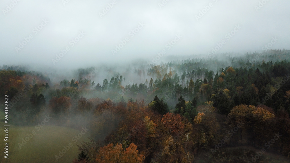 Autumn trees in the morning mist