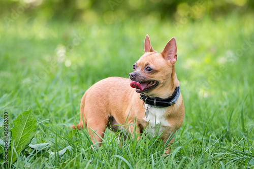 Chihuahua dog on the grass © alexbush