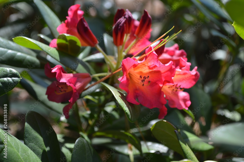 red flowers in the garden