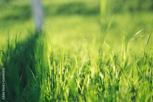 Green grass closeup summer morning
