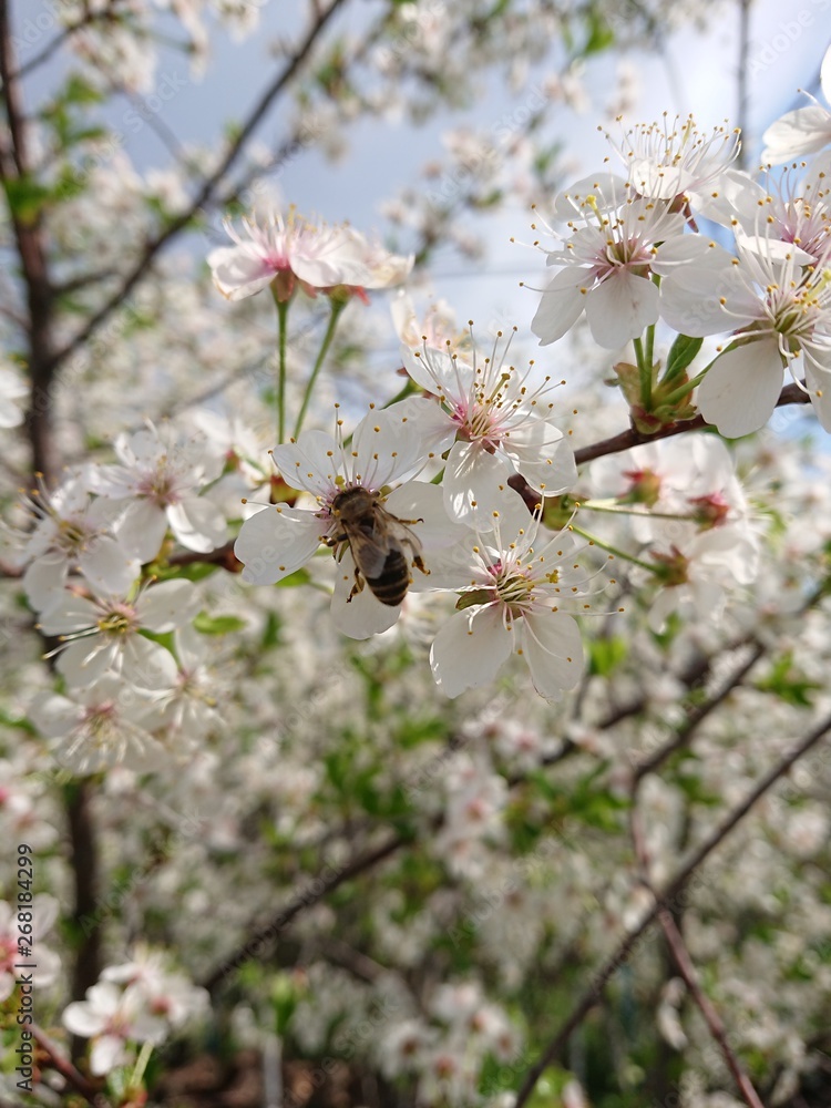 Fototapeta premium flowers in spring