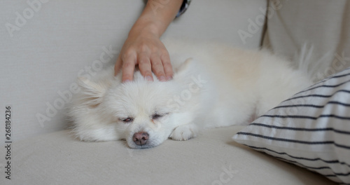 Pet owner caress on her Pomeranian dog