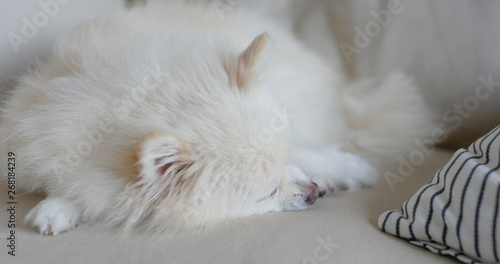 White pomeranian sleep on sofa at home