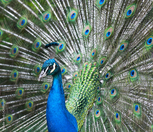 Proud peacock with open tail feathers