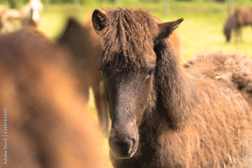 Fototapeta premium Portrait Islandfohlen