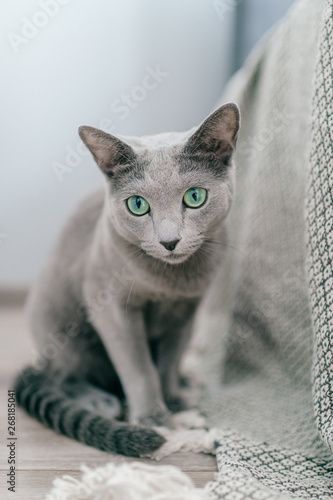Adorable russian blue cat with funny emotional muzzle and big blue eyes lifestyle portrait in home interior. Gray little playful breeding kitten waiting to play. Lovely active female kitty relaxing.