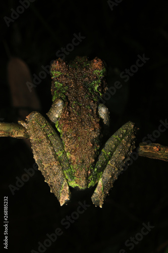 The back of a brown and green tree frog of the genus, Osteocephalus with that looks like moss photo