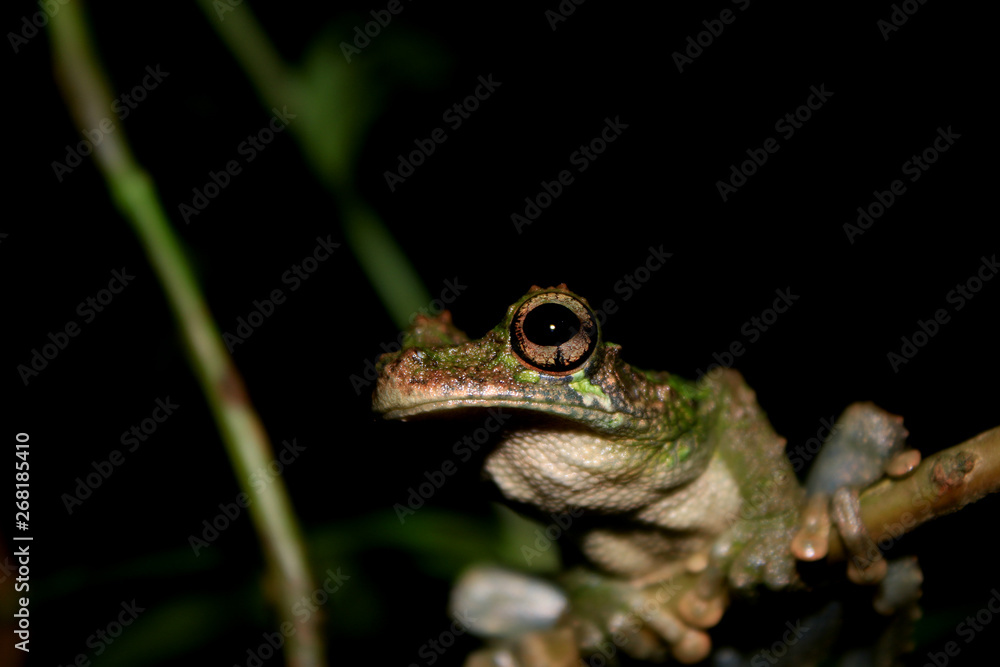 Fototapeta premium A close up of an brown and black large eye and mouth of a brown and green tree frog, Osteocephalus