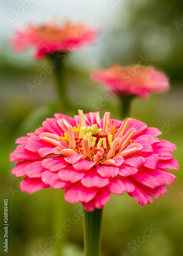 Pink zinnias in the summer garden.
