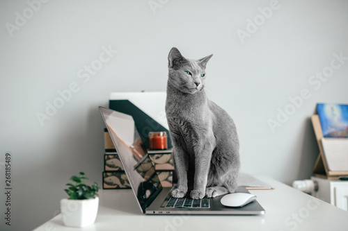 Beautiful russian blue cat with funny emotional muzzle lying on keayboard of notebook and relaxing in home interior on gray background. Breeding adorable playful pussycat   resting on laptop.