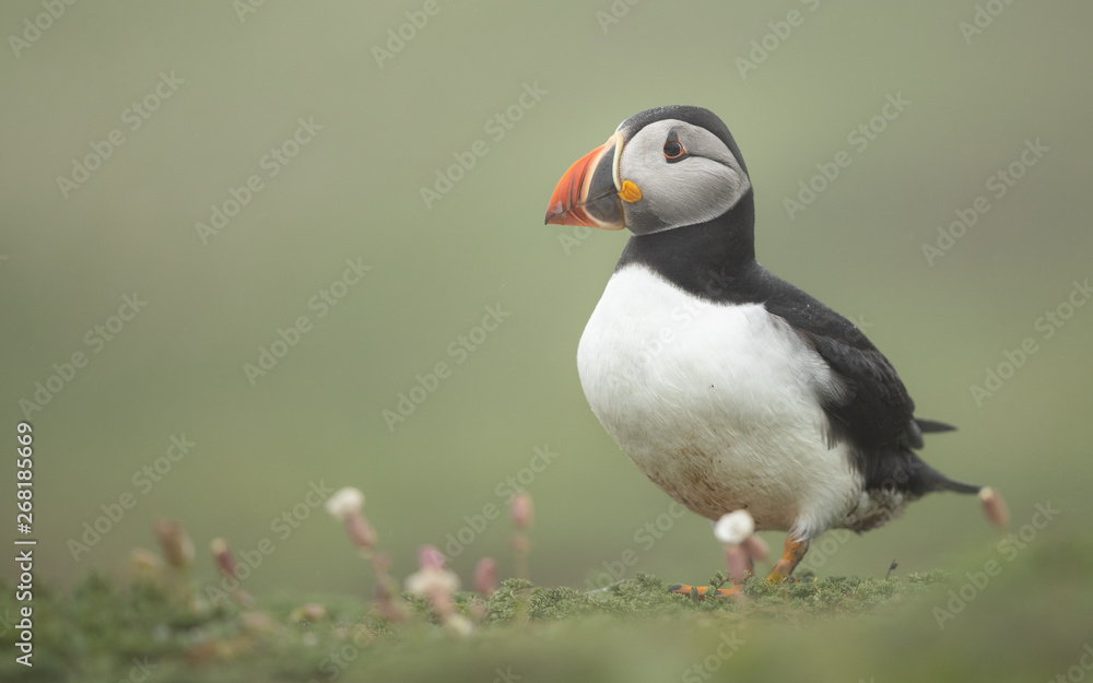 Puffin in flowers in the rain and mist perched on a grassy cliff with green background. Puffin in flowers in the rain and mist perched on a grassy cliff with green background.