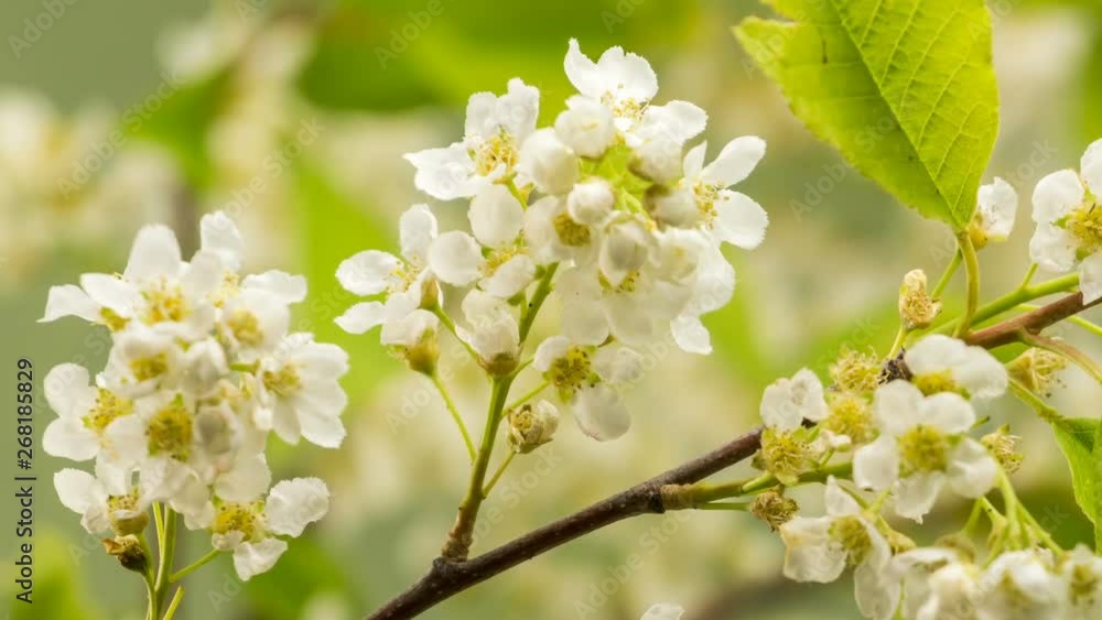 Closeup of white flowers of bird cherry tree (Prunus padus) blossoming fast in spring Time lapse Closeup of white flowers of bird cherry tree (Prunus padus) blossoming fast in spring Time lapse