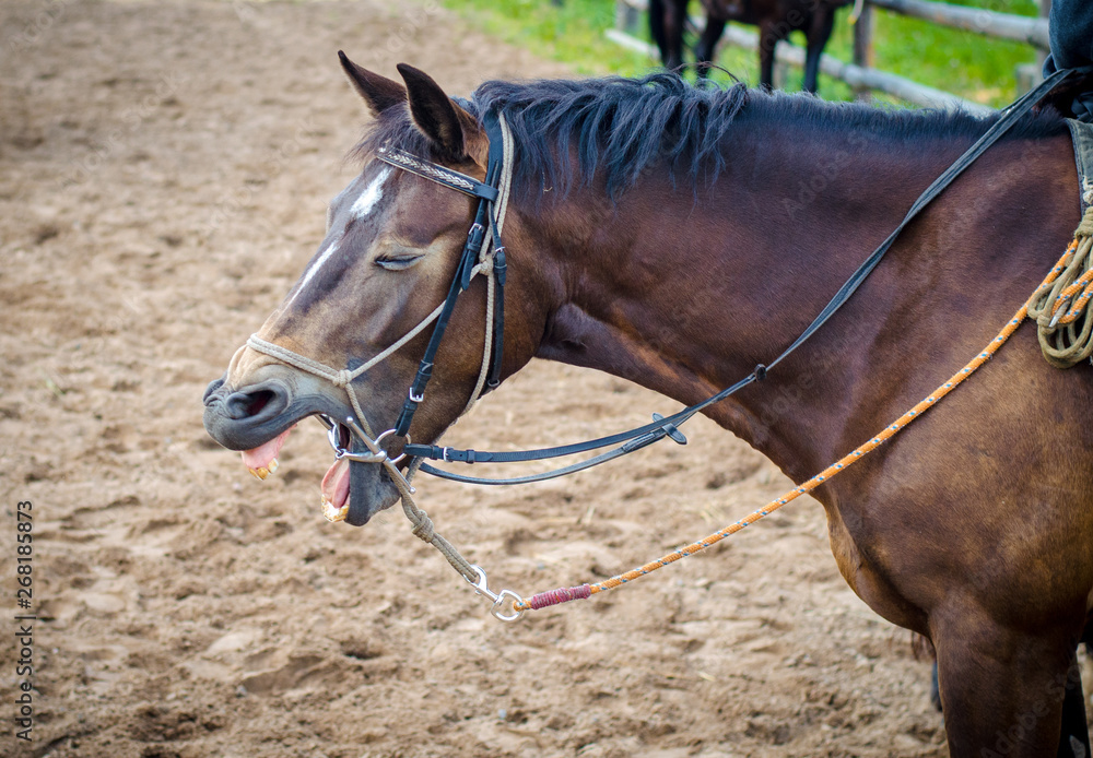 Obraz premium portrait of horse yawning in spring