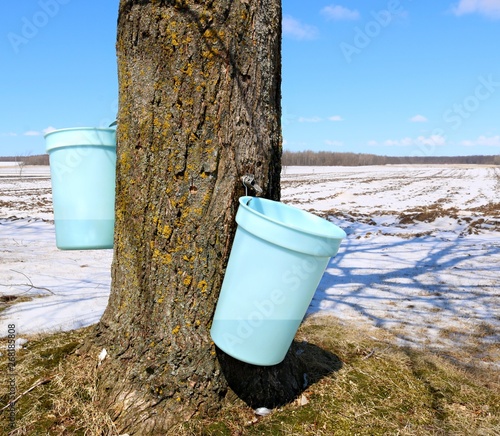 Two blue plastic pails hanging on sap spiles from Maple tree during syrup making time with snow on the ground and blue sky