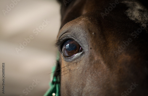 beautiful eyes of dark mare horse