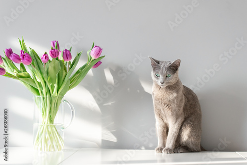 Soft focus portrait of playful and active purebreed russian blue cat posing on table with booquet of tulips in glass vase. Beautiful domestic kitten leisure time. Pussycat with flowers behind wall.