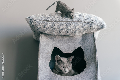 Portrait of purebreed russian blue cat with funny expressive muzzle play and have with toy mouse at cat house. Set of actions of blue eyed female kitty and its enemy - toy mouse. Animals frinedship photo