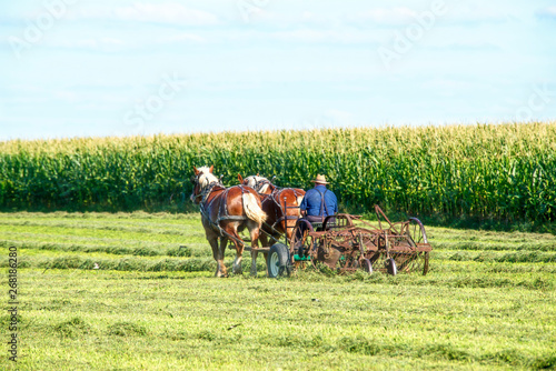Amish Farmer Raking Hay