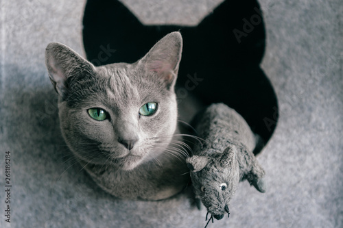 Foto Portrait of purebreed russian blue cat with funny expressive muzzle play and have with toy mouse at cat house
