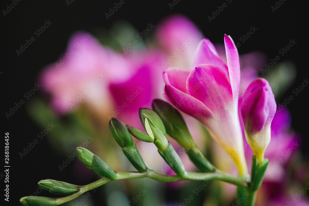 close up image of pink freesia close up image of pink freesia