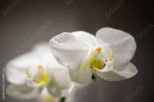 Fototapeta Naklejka Na Ścianę i Meble -  Phalaenopsis Orchid