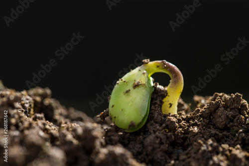 Spring bud in differents growing stage photo