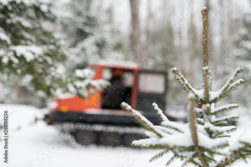 Close-up view of snow covered tip of small conifer with snow grooming machine photo