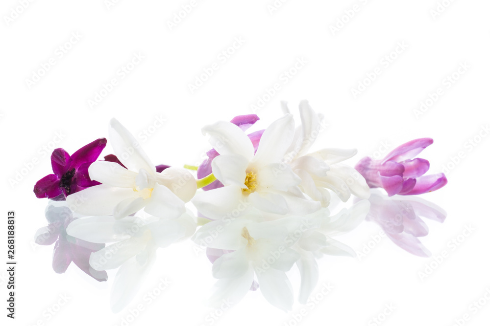 colorful flowers of hyacinth on white background