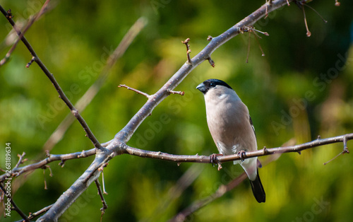 Female bullfinch